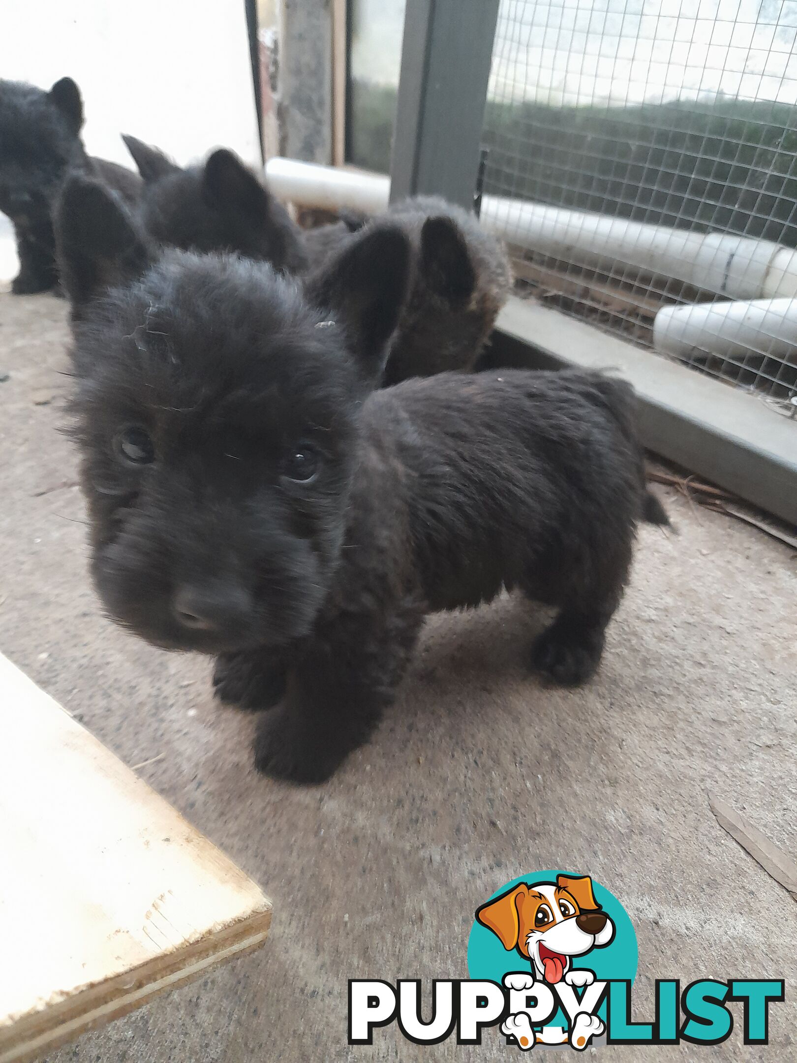 Scottish Terrier