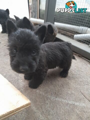 Scottish Terrier