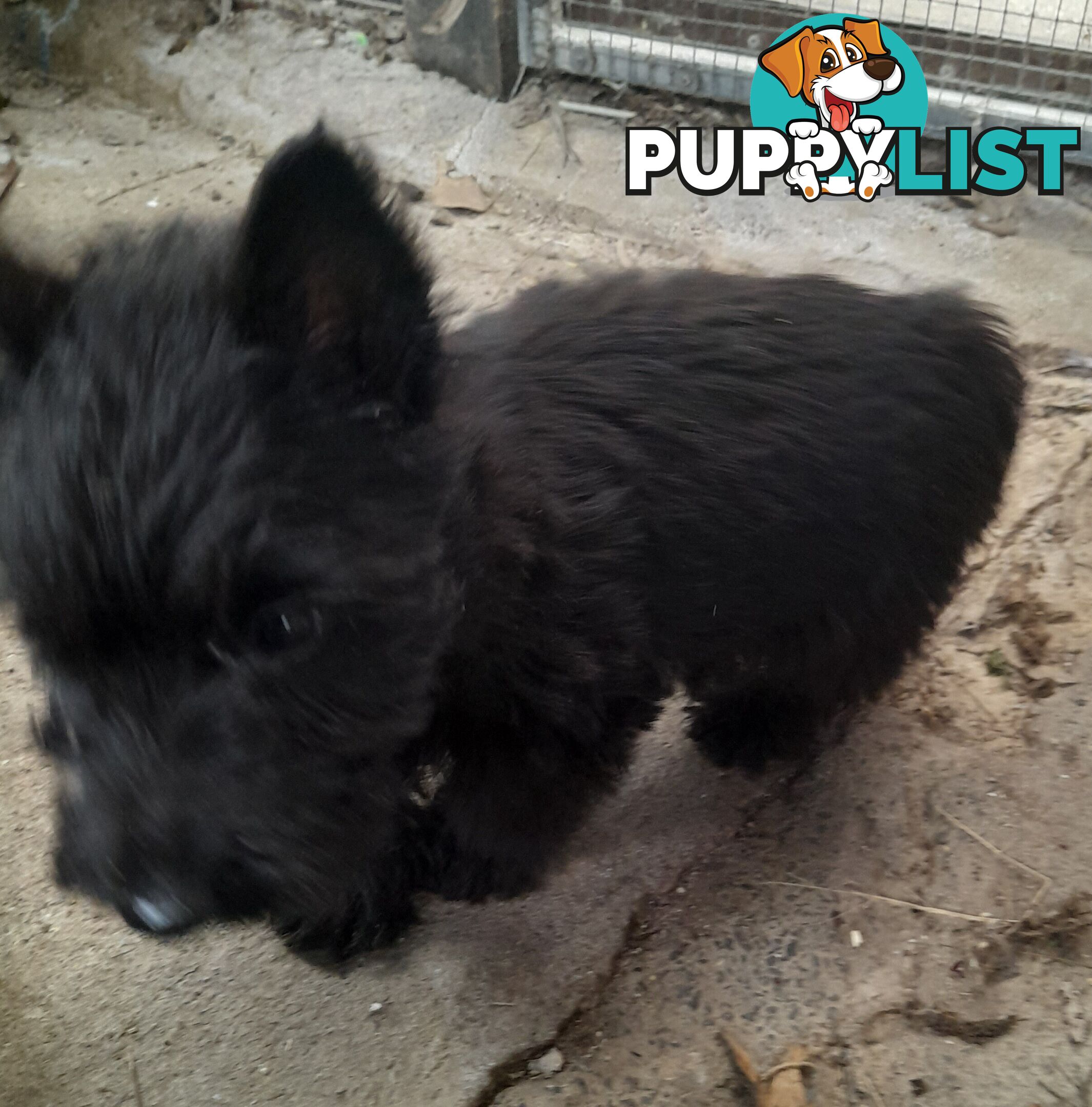 Scottish Terrier