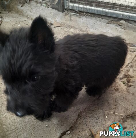 Scottish Terrier