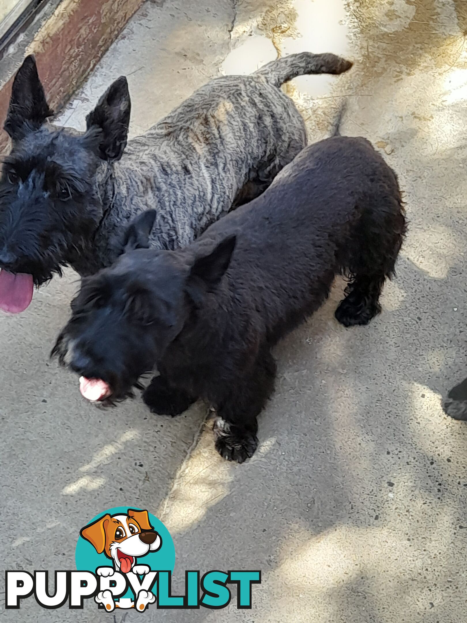 Scottish Terrier