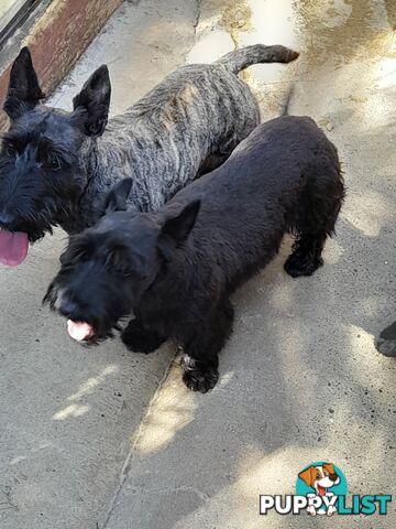 Scottish Terrier