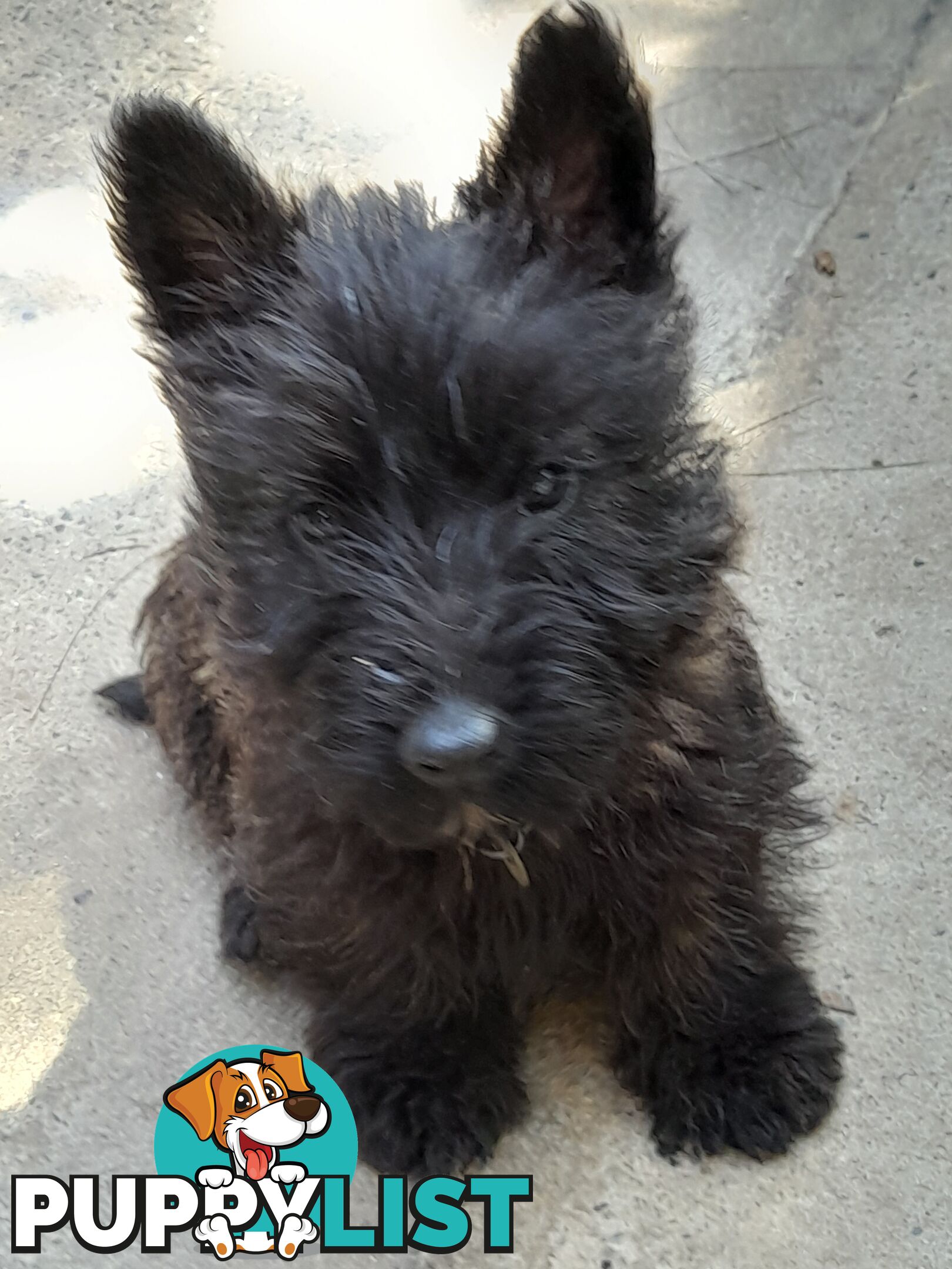 Scottish Terrier