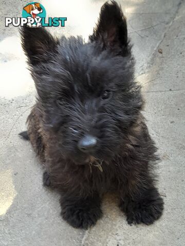 Scottish Terrier