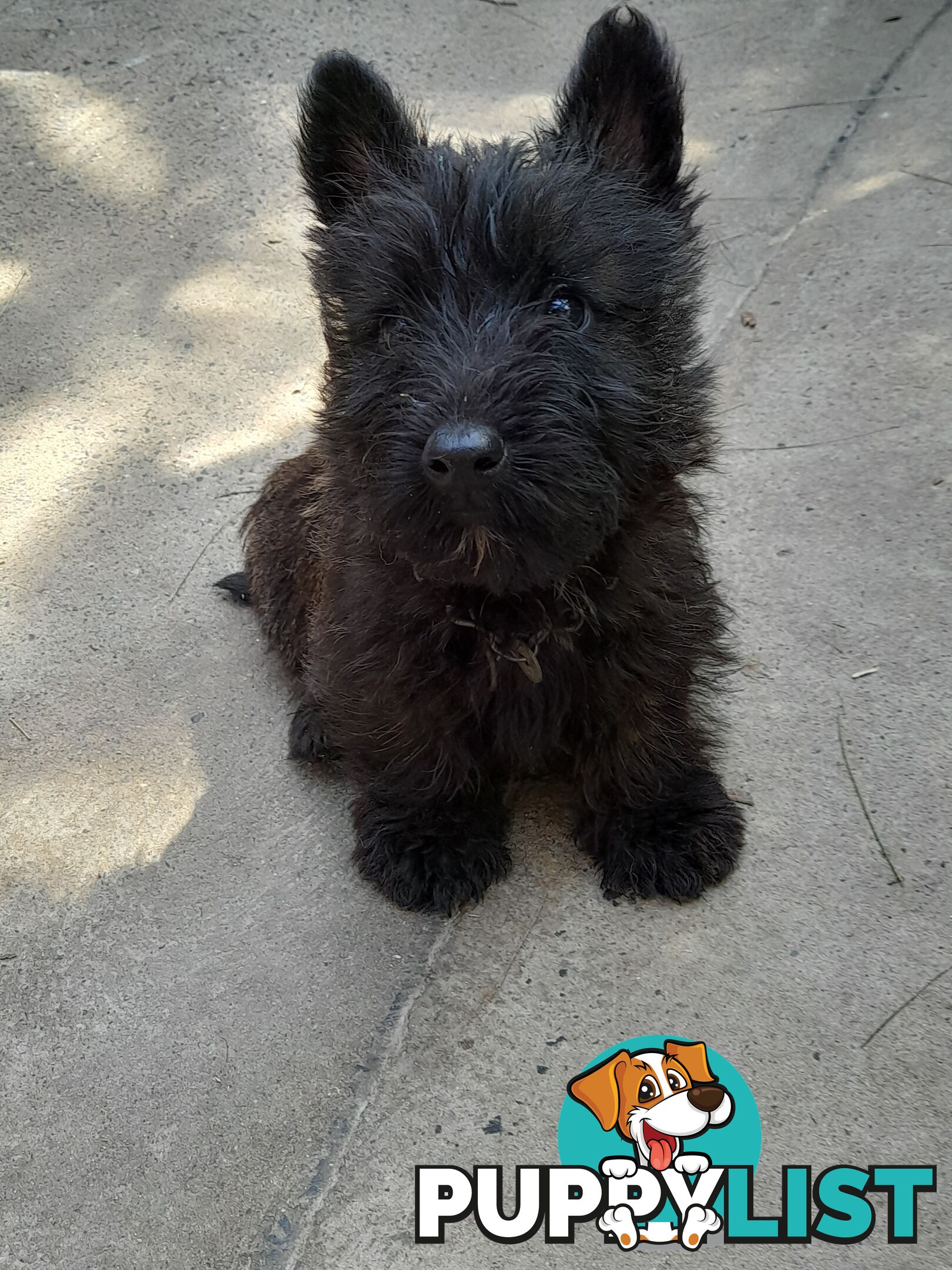 Scottish Terrier