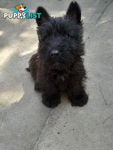 Scottish Terrier