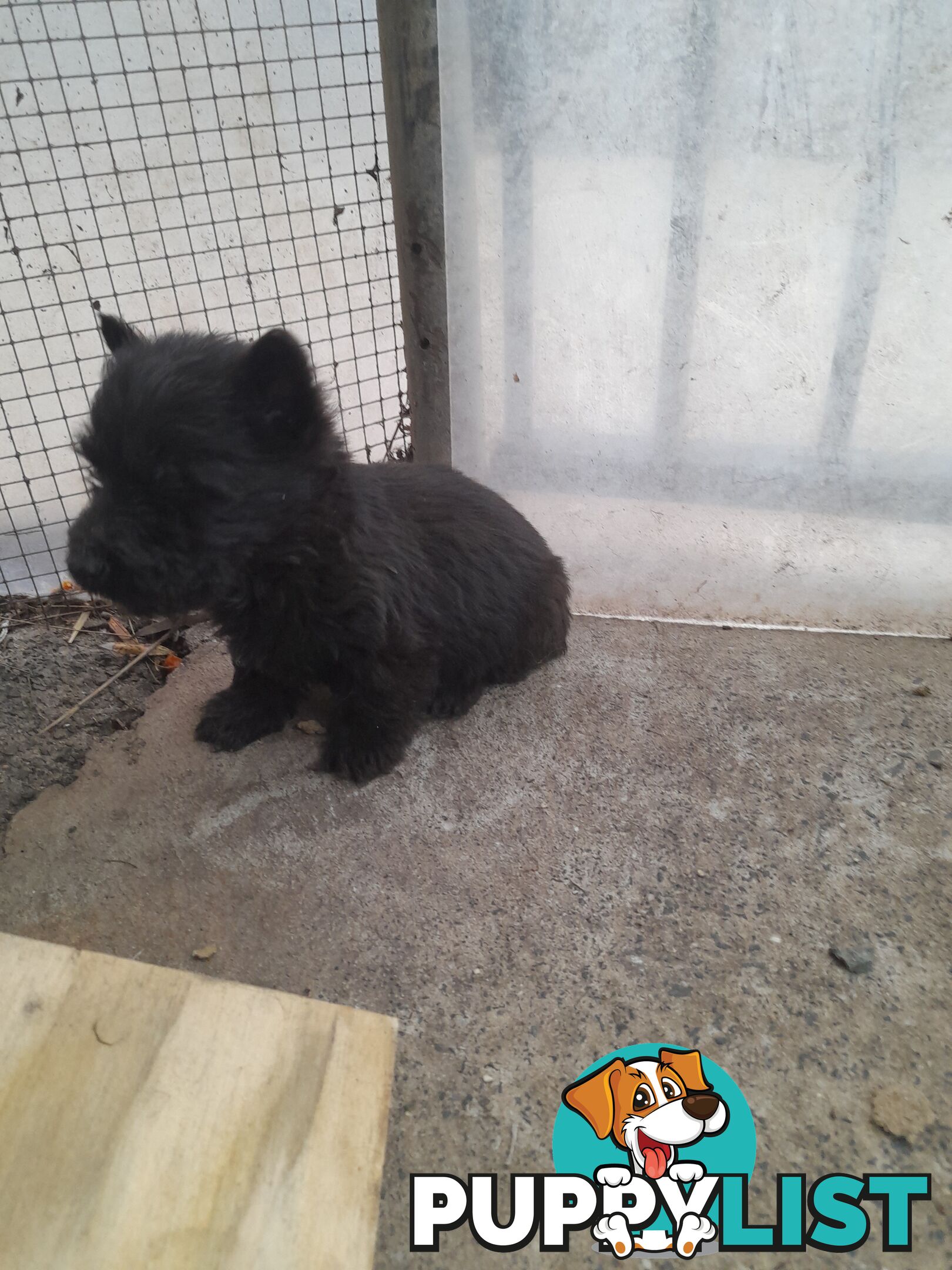 Scottish Terrier