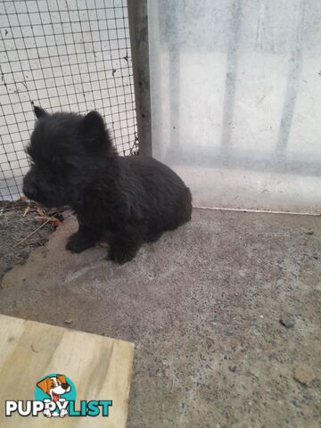 Scottish Terrier