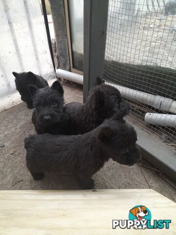 Scottish Terrier