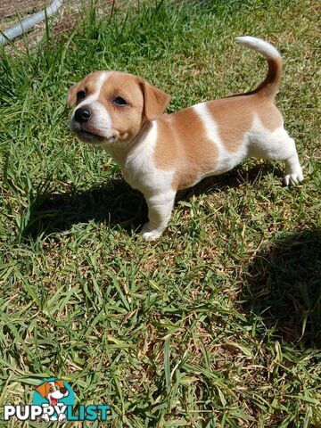 Jack Russell puppies