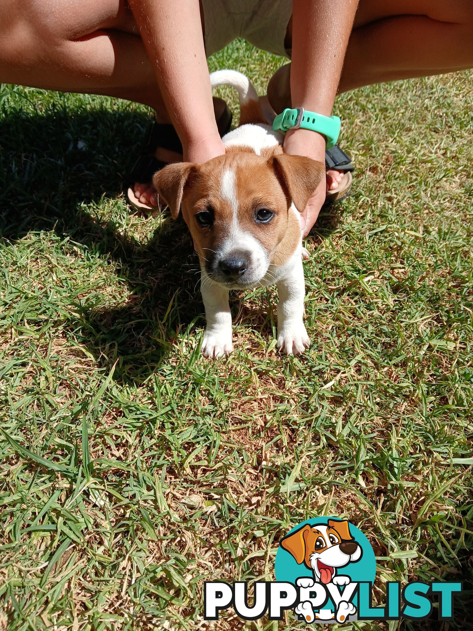 Jack Russell puppies