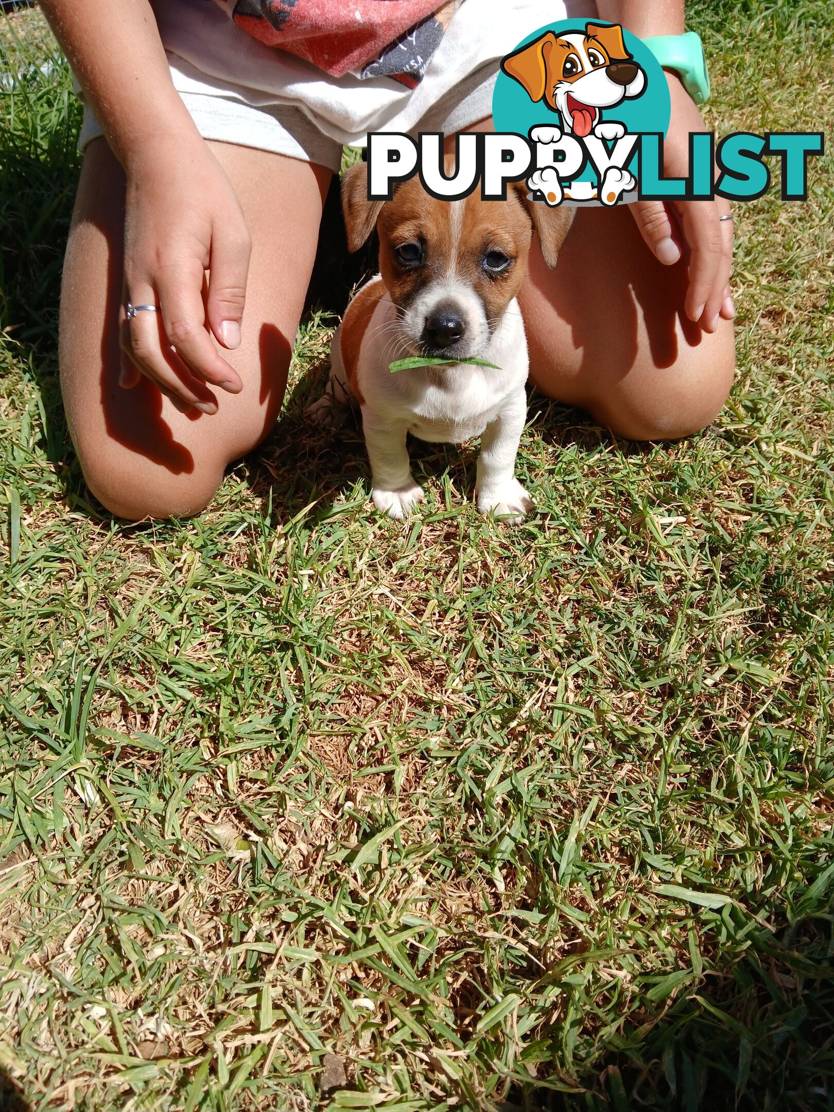 Jack Russell puppies