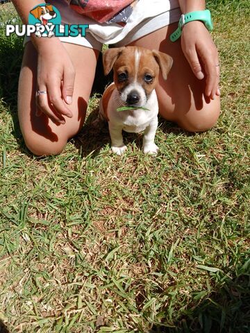 Jack Russell puppies