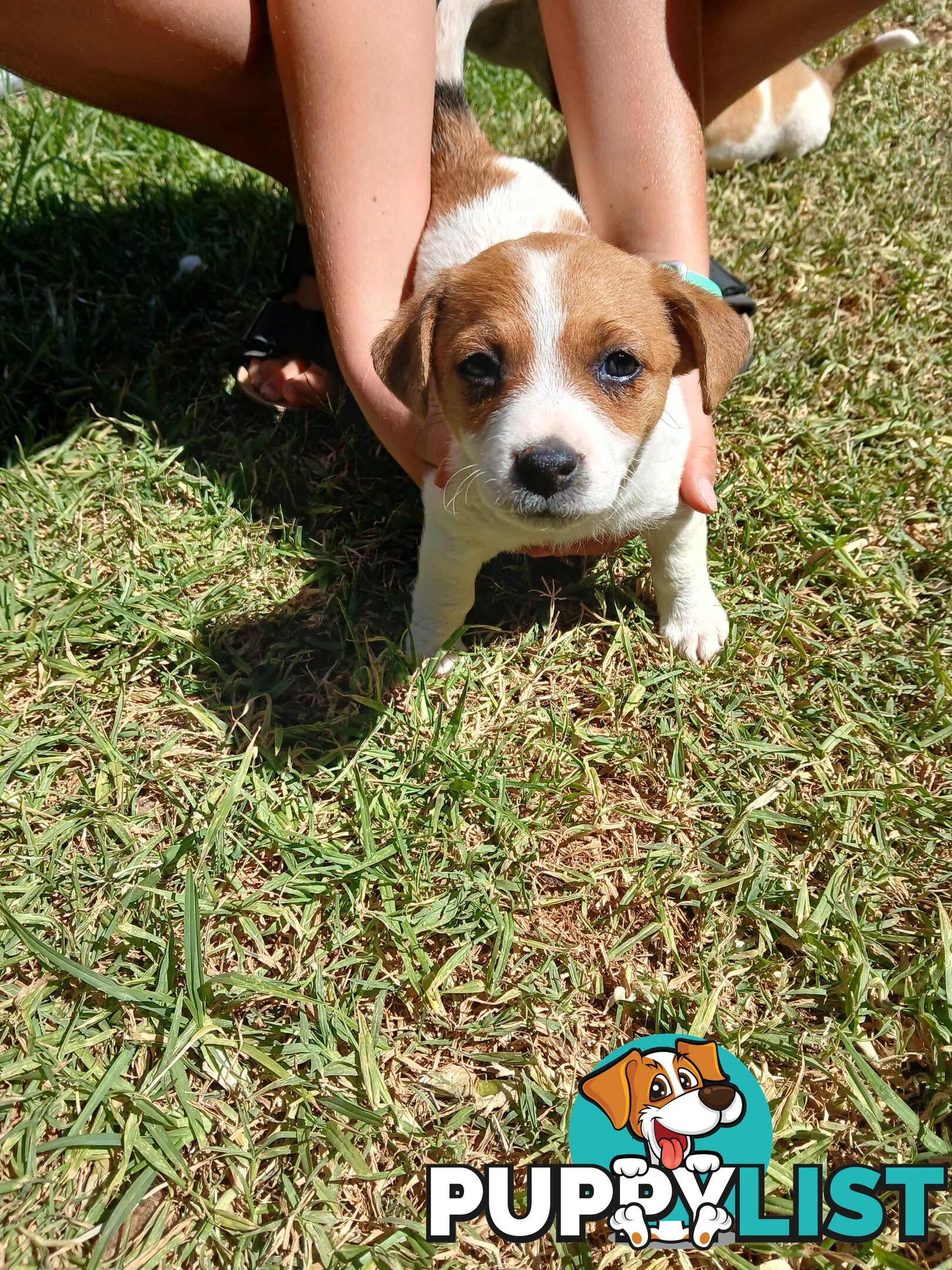 Jack Russell puppies