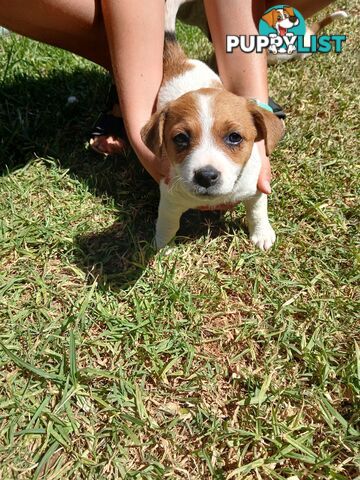 Jack Russell puppies