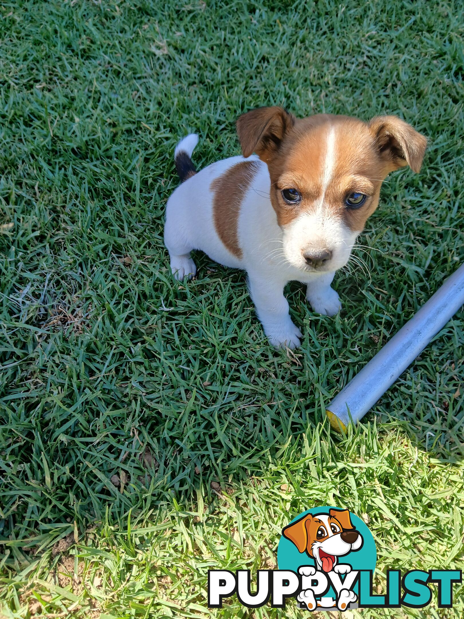 Jack Russell puppies