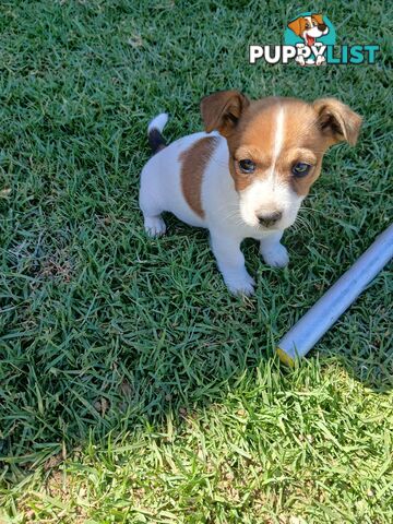 Jack Russell puppies