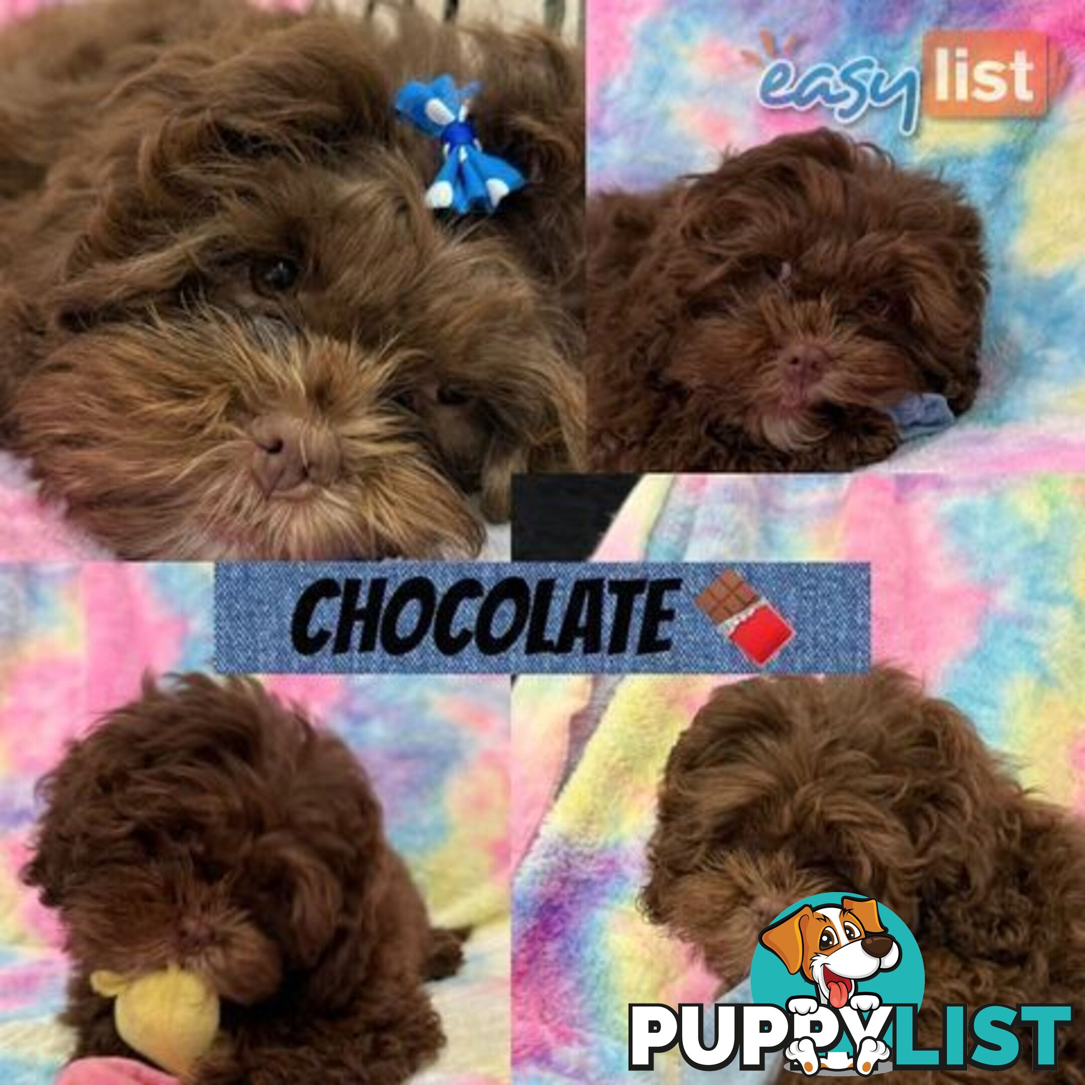 ❤️🐶3 Gorgeous Maltese x Shih Tzu Puppies Ready Now