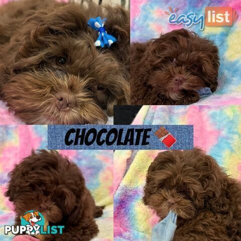 ❤️🐶3 Gorgeous Maltese x Shih Tzu Puppies Ready Now