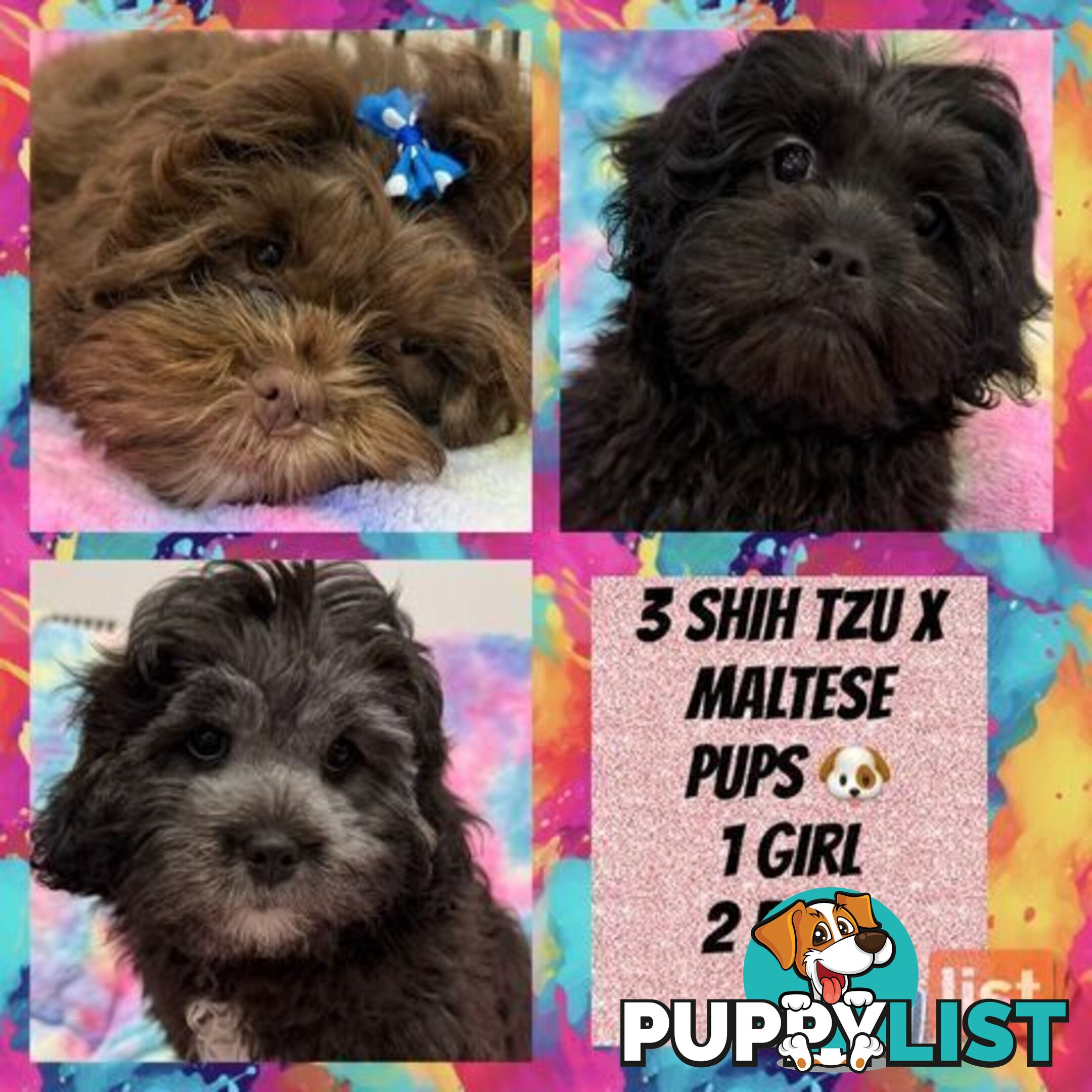 ❤️🐶3 Gorgeous Maltese x Shih Tzu Puppies Ready Now