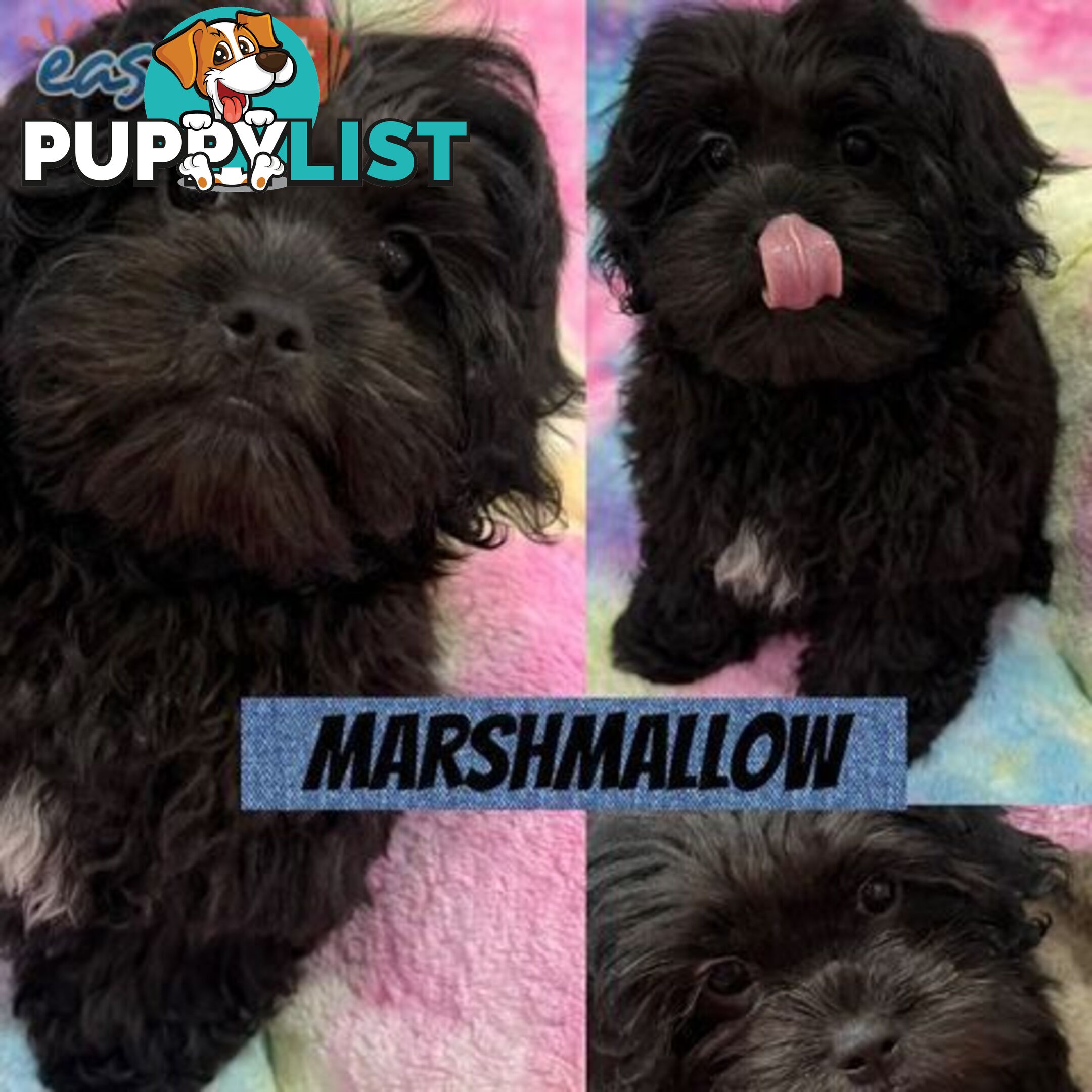 ❤️🐶3 Gorgeous Maltese x Shih Tzu Puppies Ready Now