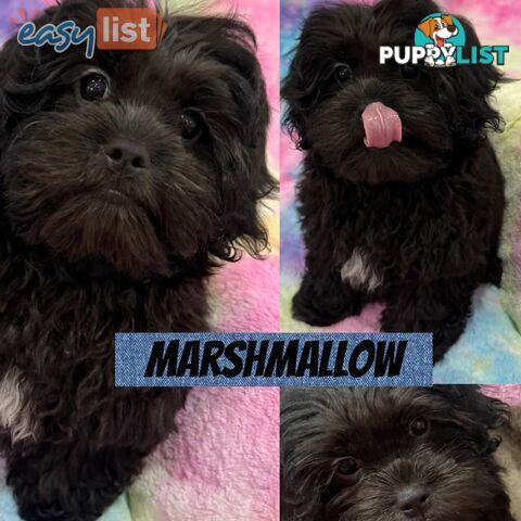 ❤️🐶3 Gorgeous Maltese x Shih Tzu Puppies Ready Now
