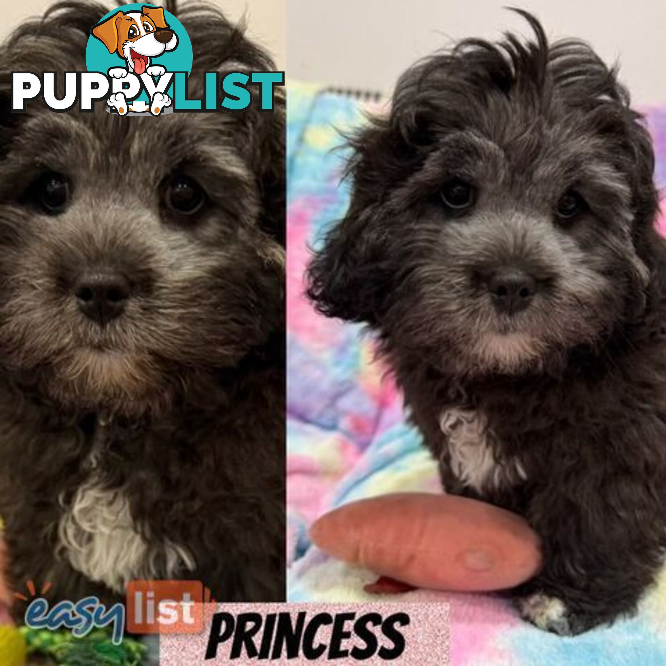 ❤️🐶3 Gorgeous Maltese x Shih Tzu Puppies Ready Now