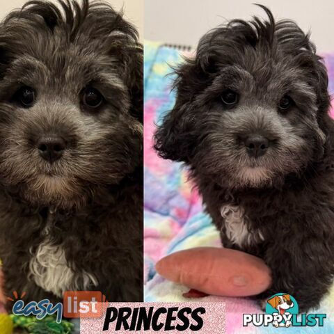 ❤️🐶3 Gorgeous Maltese x Shih Tzu Puppies Ready Now
