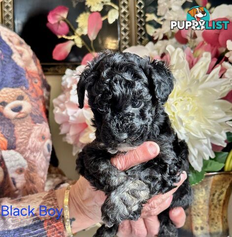 1 little beautiful black girl moodle puppy left