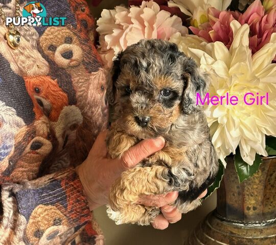 1 little beautiful black girl moodle puppy left