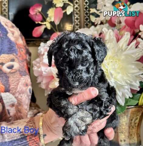 1 little beautiful black girl moodle puppy left