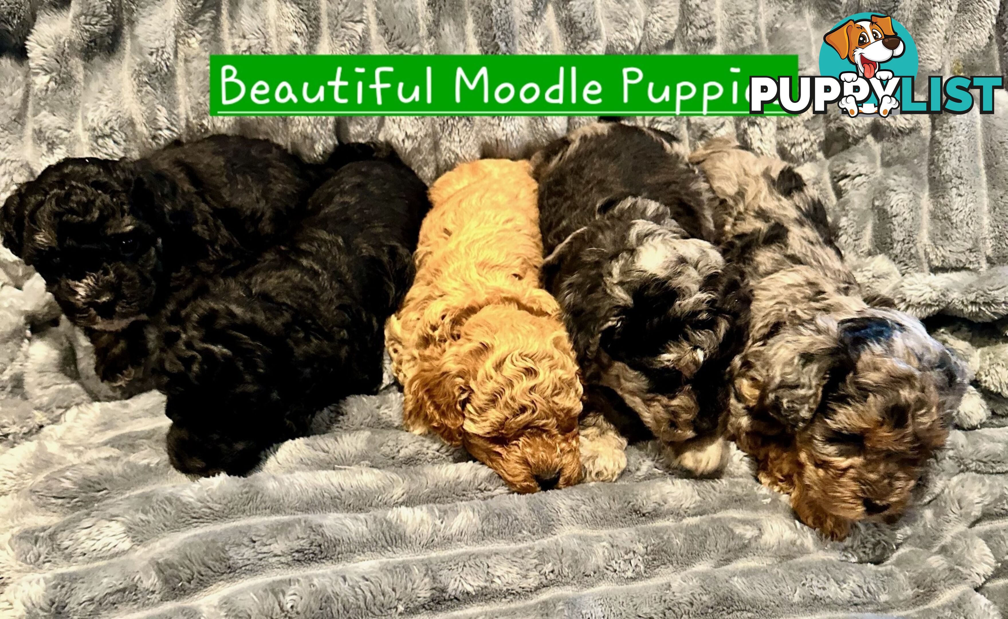 5 beautiful moodle puppies