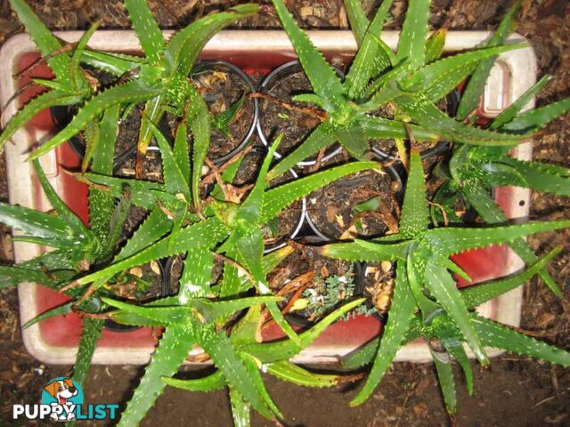 Aloe Vera Plant's Pots - Medicinal Value