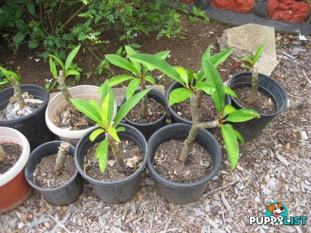 Frangipani White and yellow Pots