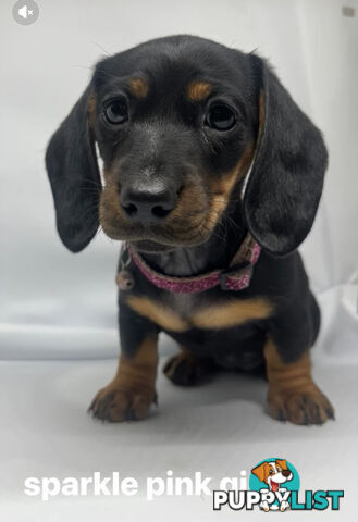 Purebred Miniature Dachshund💖