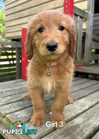 Golden retriever X Standard Poodle. Groodle puppies.