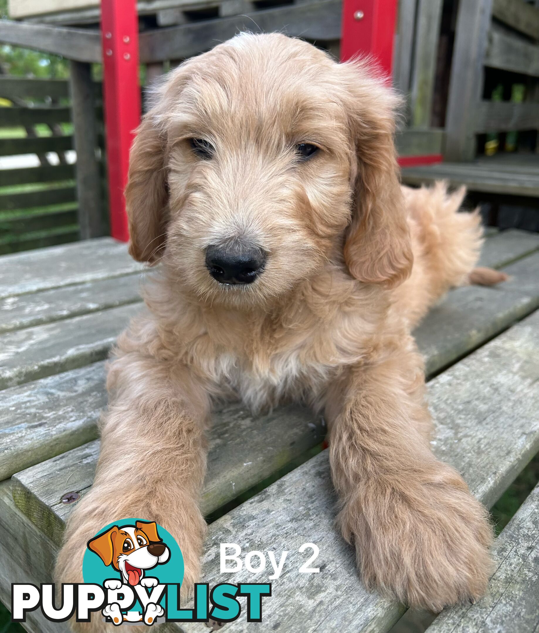 Golden retriever X Standard Poodle. Groodle puppies.