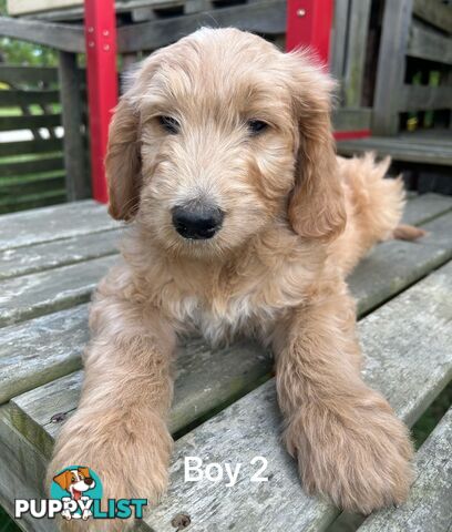 Golden retriever X Standard Poodle. Groodle puppies.