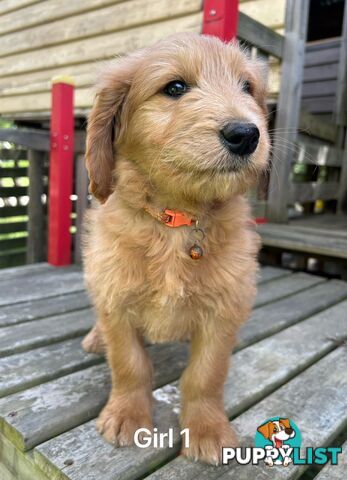 Golden retriever X Standard Poodle. Groodle puppies.