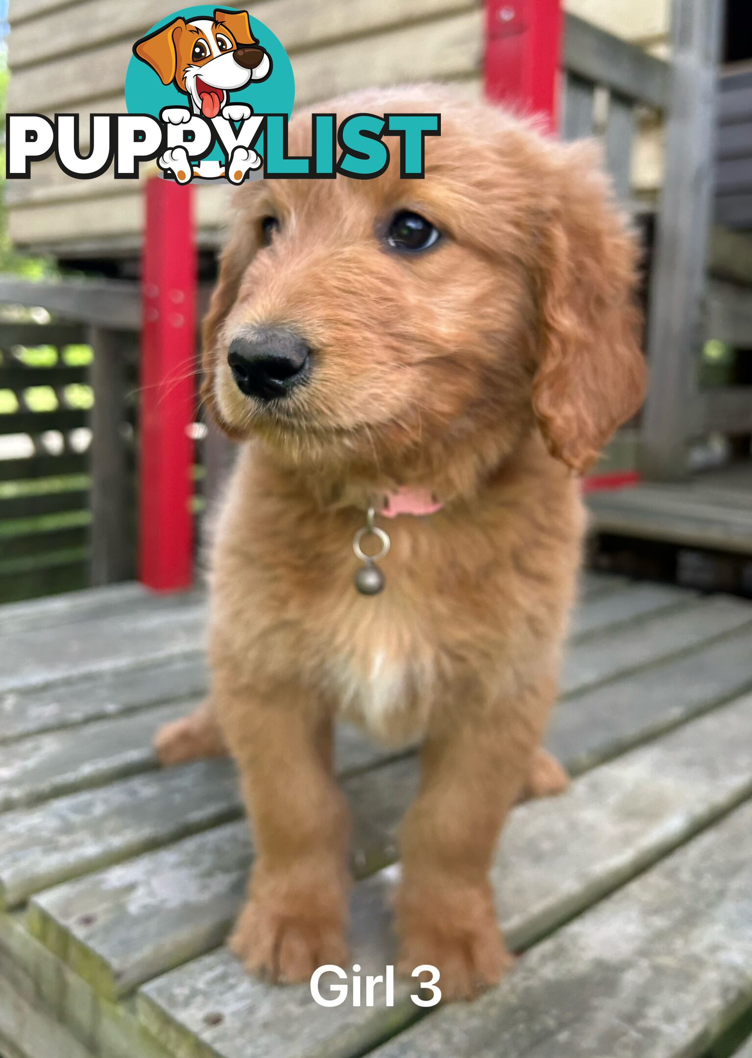 Golden retriever X Standard Poodle. Groodle puppies.