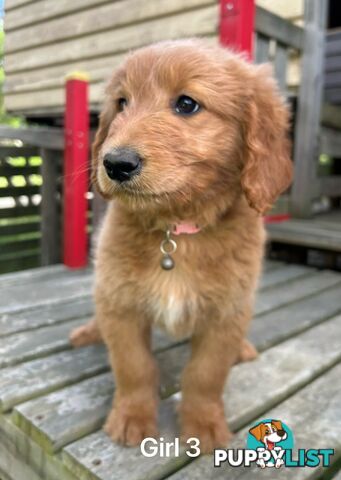 Golden retriever X Standard Poodle. Groodle puppies.