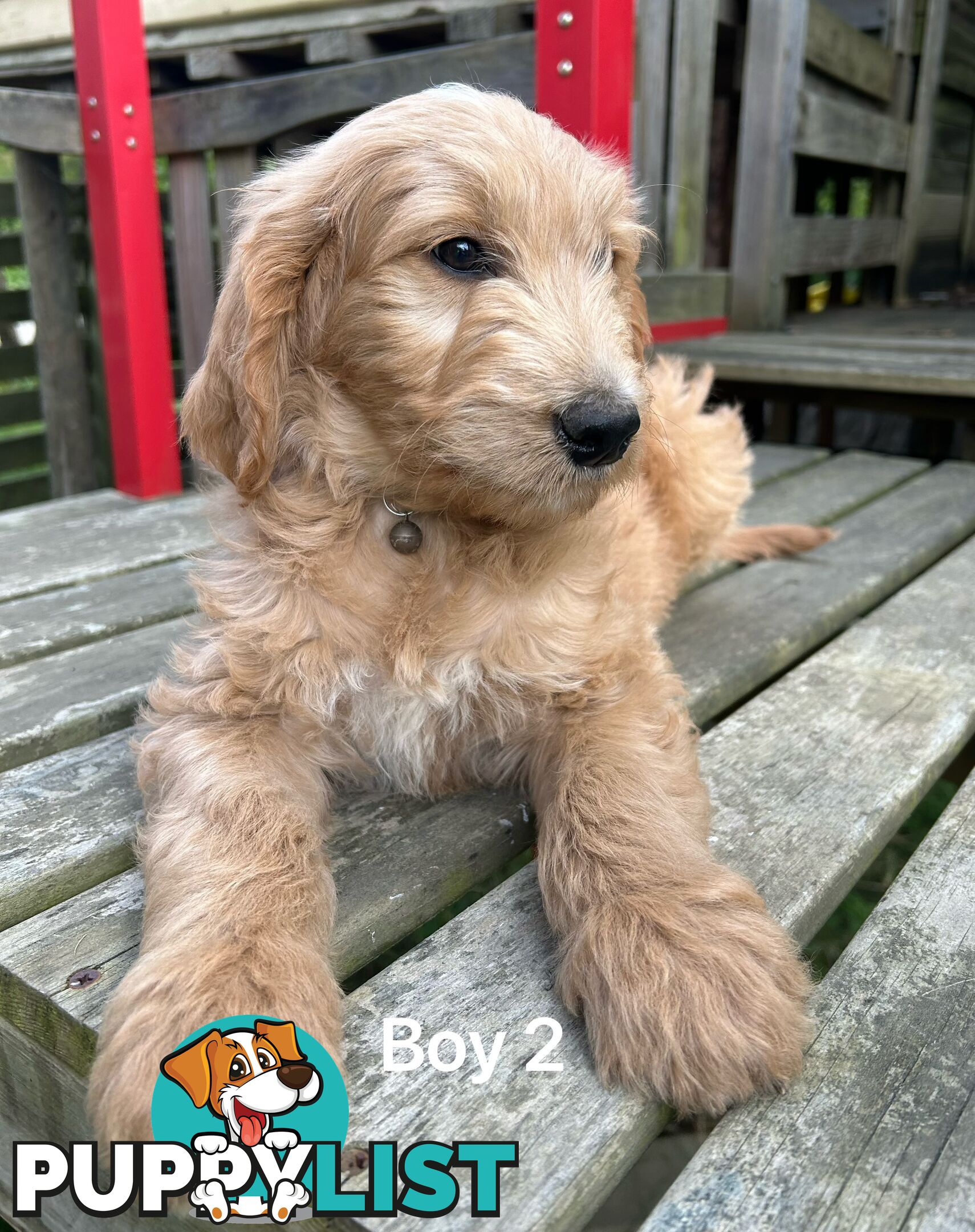 Golden retriever X Standard Poodle. Groodle puppies.