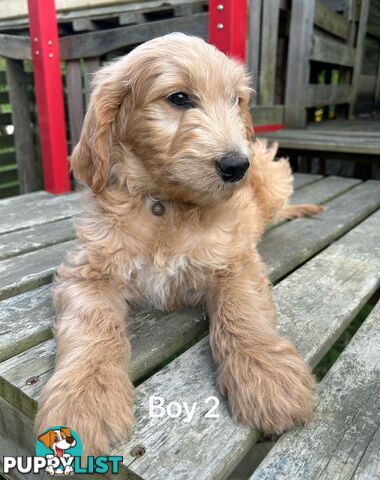 Golden retriever X Standard Poodle. Groodle puppies.