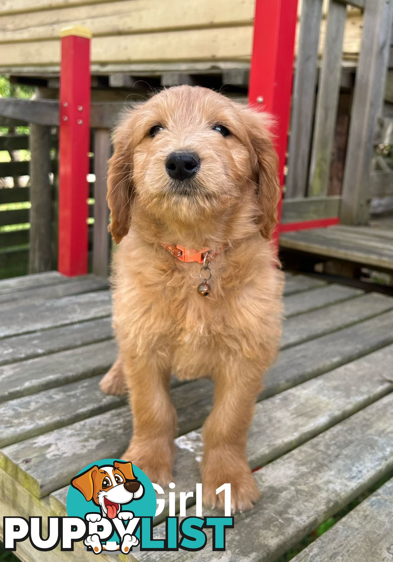 Golden retriever X Standard Poodle. Groodle puppies.