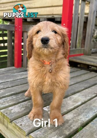 Golden retriever X Standard Poodle. Groodle puppies.