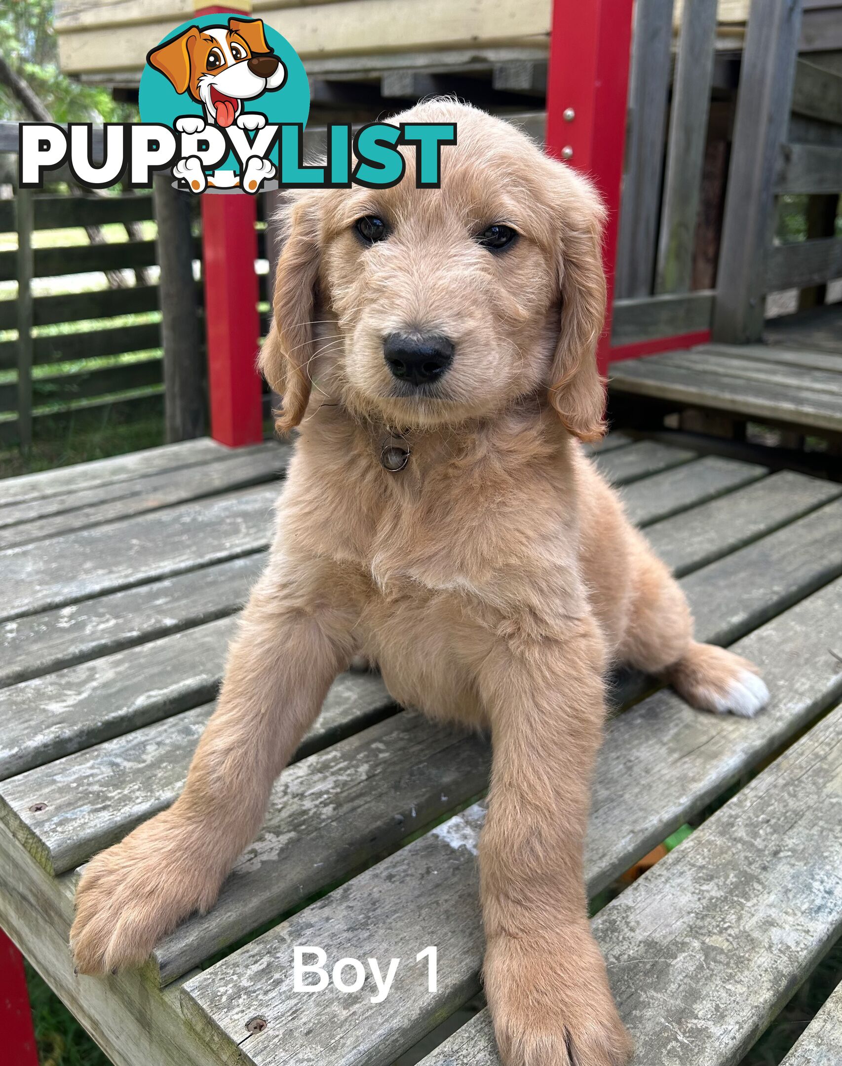 Golden retriever X Standard Poodle. Groodle puppies.