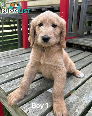 Golden retriever X Standard Poodle. Groodle puppies.