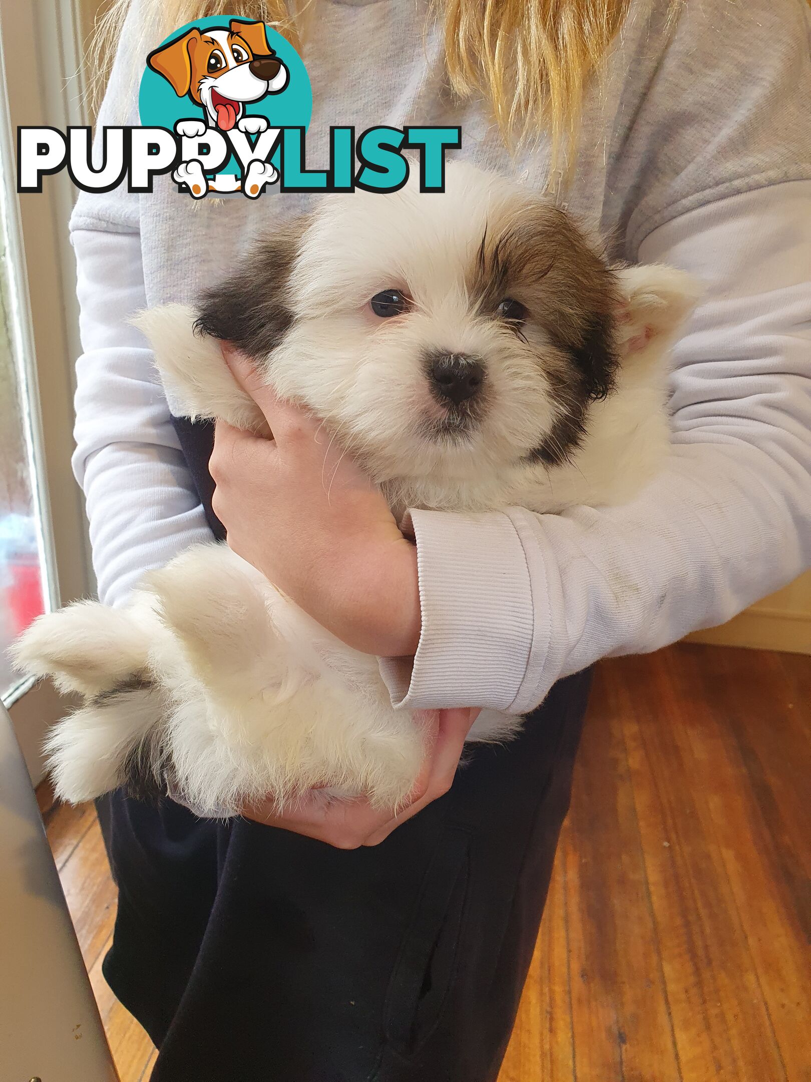 Maltese shihtzu puppies