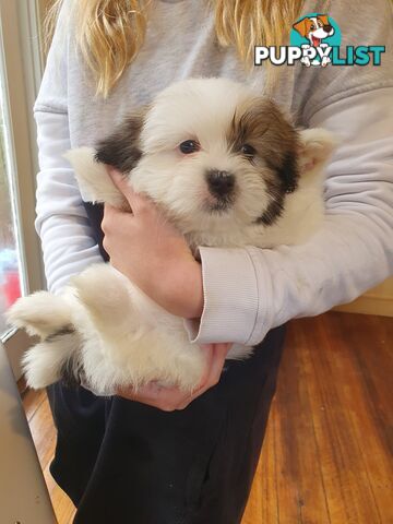 Maltese shihtzu puppies