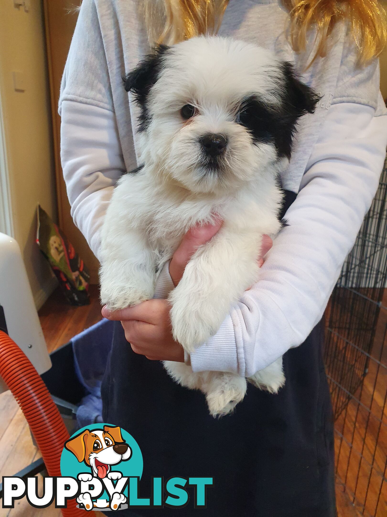 Maltese shihtzu puppies